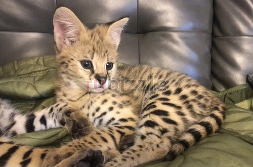 Savannah Kittens for Sale