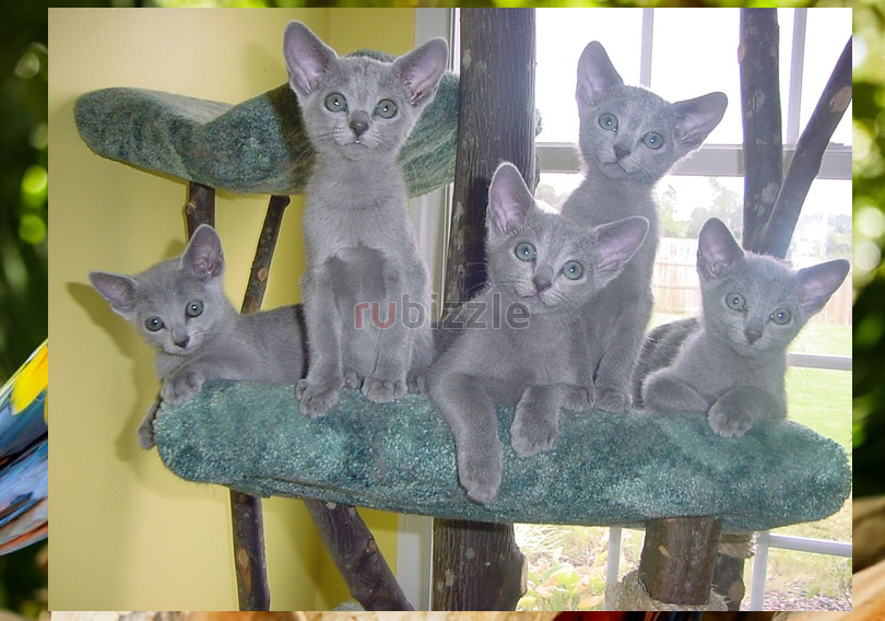 Lovely Russian Blue Kittens for sale