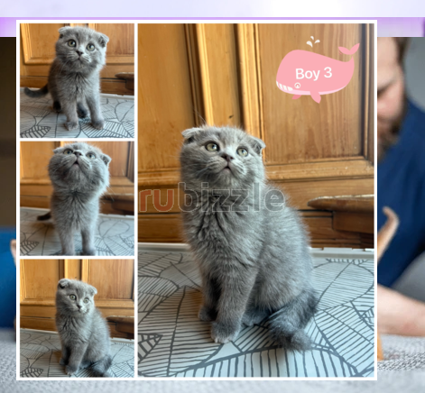 Adorable Scottish Fold Kittens for sale