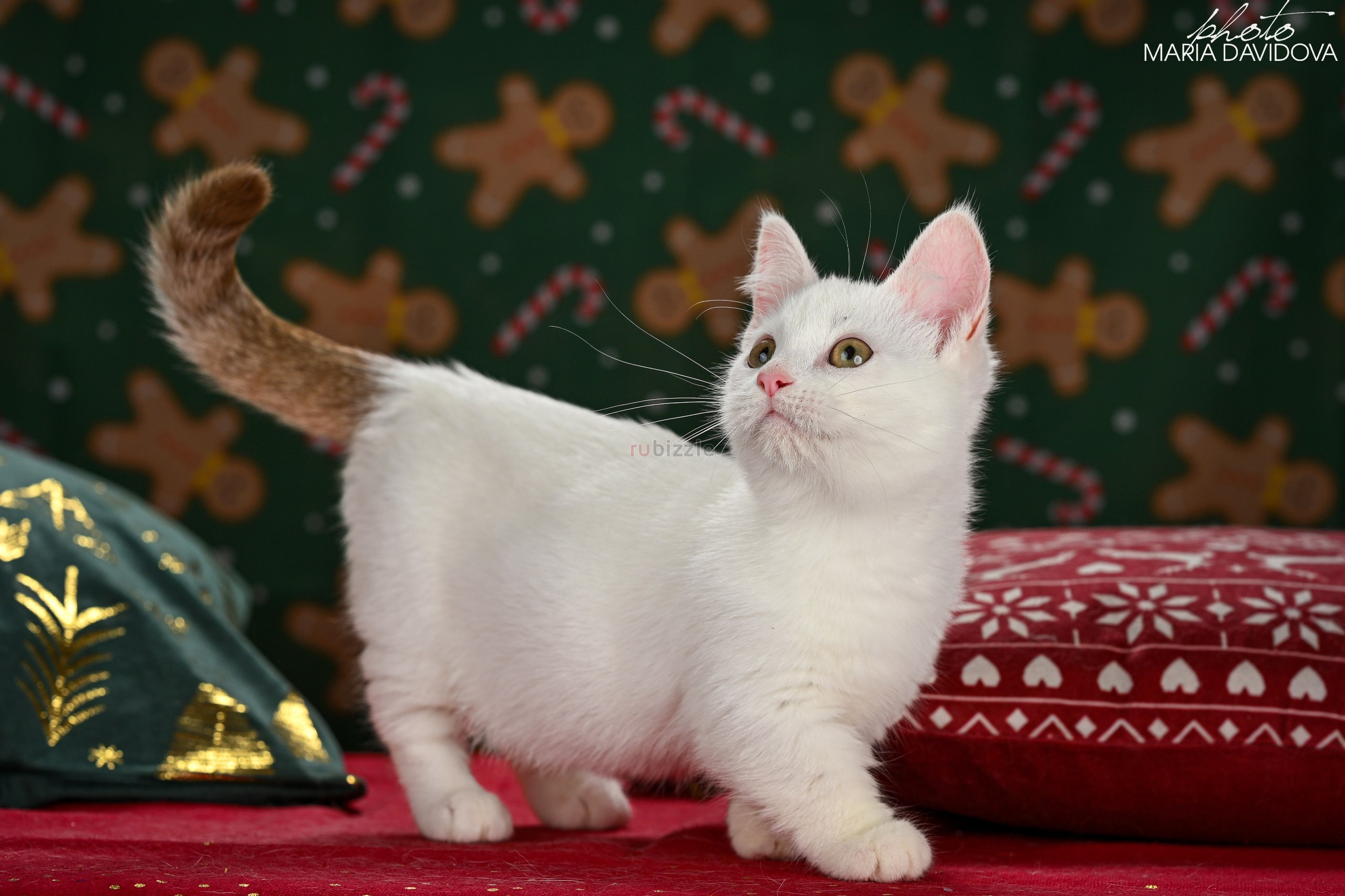 Turkish Angora Kittens for sale