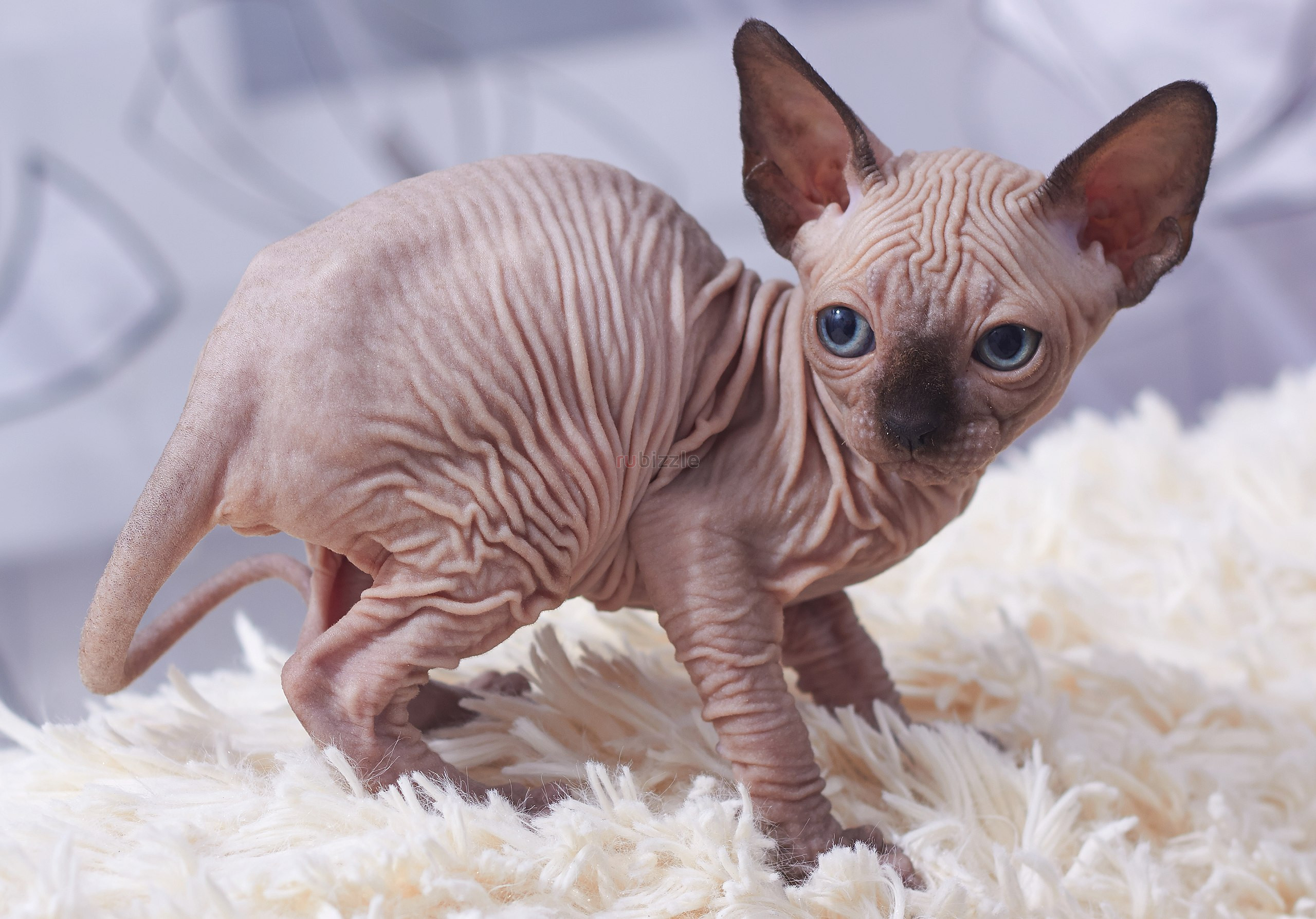 Sphynx Kittens Available now