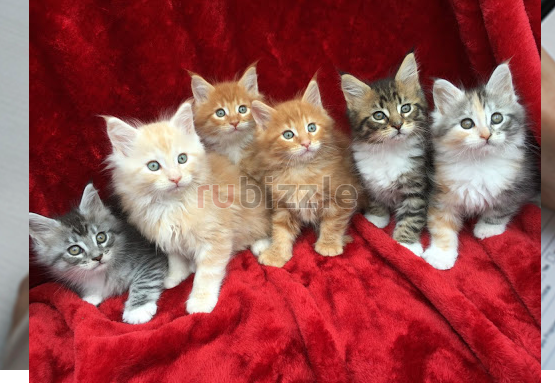 Pure Breed Maine Coon Kittens for sale