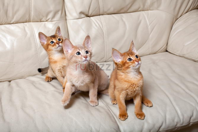 Abyssinian kittens for Sale