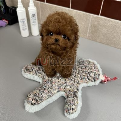 Outstanding tea cup poodle puppies ready