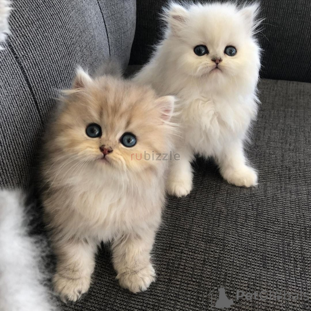 Persian kittens for sale