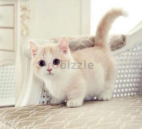 Munchkin Kittens for sale